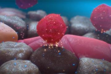 Betal cell dysfunction | The Wanek Familiy Project for Type 1 Diabetes | City of Hope